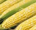 ذرت شیرین - معرفی و خواص گیاهان دارویی